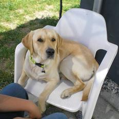 Labrador retriever sofus