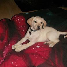 Labrador retriever Lilli. *Sov sødt*