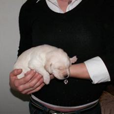 Labrador retriever Lilli. *Sov sødt*