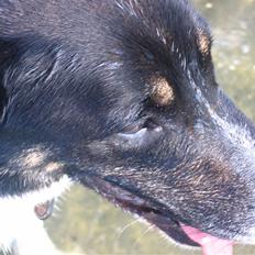 Blanding af racer Ferdinan