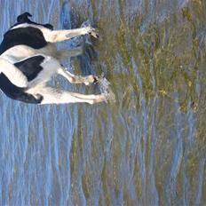 Blanding af racer Ferdinan