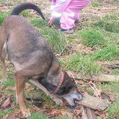 Blanding af racer Chili