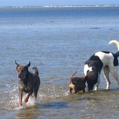 Blanding af racer Chili