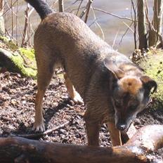 Blanding af racer Chili