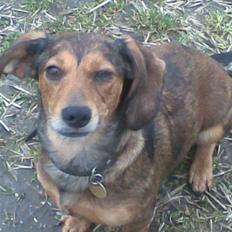 Blanding af racer Lady