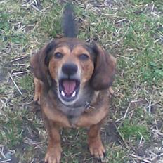 Blanding af racer Lady