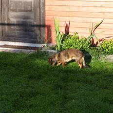 Blanding af racer Lady