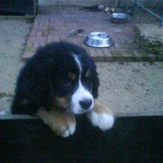 Berner sennenhund Terplinggaards Arkaen