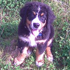 Berner sennenhund Terplinggaards Arkaen