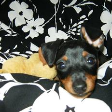 Dvaergpinscher Rødkildes Lady (Cody)