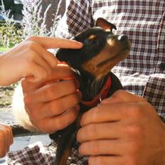 Dvaergpinscher Rødkildes Lady (Cody)