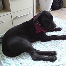 Blanding af racer Balto