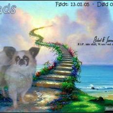 Blanding af racer Mads *R.I.P* <3<3<3<3<3