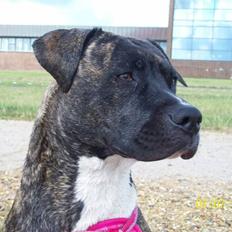 Amerikansk bulldog Diva  R.I.P mit et og alt