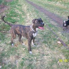 Amerikansk bulldog Diva  R.I.P mit et og alt