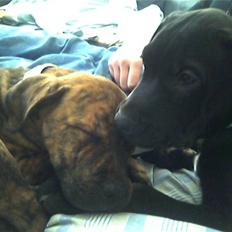 Blanding af racer Diva himmelhund