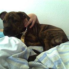 Blanding af racer Diva himmelhund