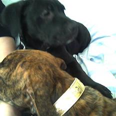 Blanding af racer Diva himmelhund