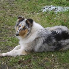 Collie langhåret Sille 