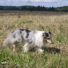 Collie langhåret Sille 