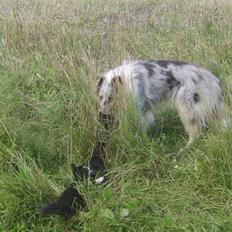 Collie langhåret Sille 