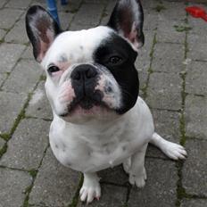 Fransk bulldog Spike (Himmelhund)