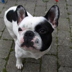 Fransk bulldog Spike (Himmelhund)