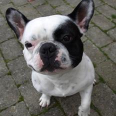 Fransk bulldog Spike (Himmelhund)