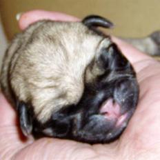 Mops Ibeth Pug Dominic Purcell