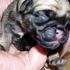 Mops Ibeth Pug Dominic Purcell