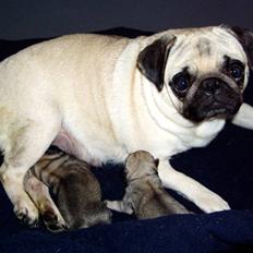 Mops Ibeth Pug Dominic Purcell