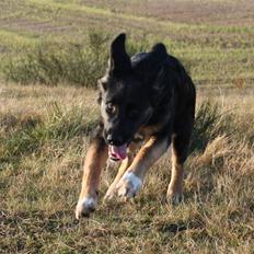 Blanding af racer Sille