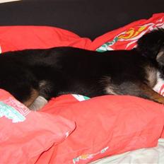 Blanding af racer Sille