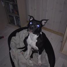 Amerikansk staffordshire terrier Shanti