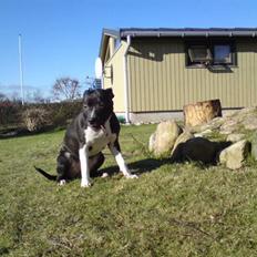 Amerikansk staffordshire terrier Shanti