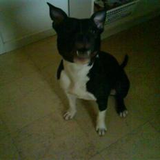 Amerikansk staffordshire terrier Shanti