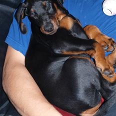 Dobermann Armageddonstars Elmander (R.I.P.)
