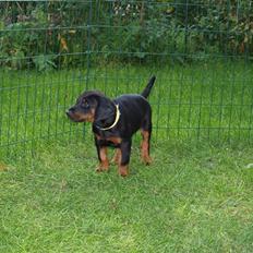 Dobermann Armageddonstars Elmander (R.I.P.)