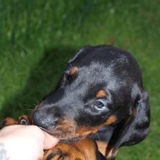 Dobermann Armageddonstars Elmander (R.I.P.)