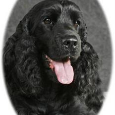 Cocker spaniel ANIBELL'S BLACK CHARLi