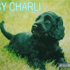 Cocker spaniel ANIBELL'S BLACK CHARLi