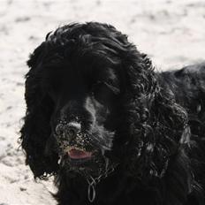 Cocker spaniel ANIBELL'S BLACK CHARLi