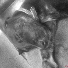 Blanding af racer Eddie *Solgt :(*