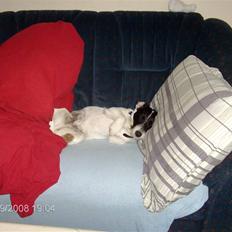 Jack russell terrier zippo