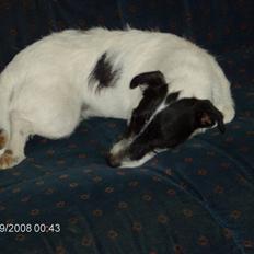 Jack russell terrier zippo