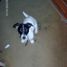 Jack russell terrier zippo