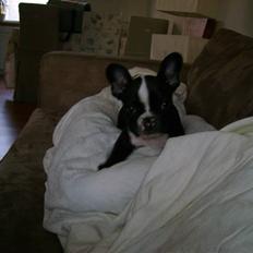 Fransk bulldog Walter