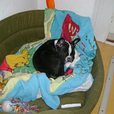 Fransk bulldog Walter