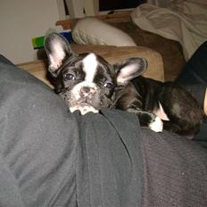 Fransk bulldog Walter