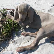 Weimaraner Jojo